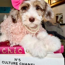 Pink - Chocolate merle female Bernedoodle puppy in Curtice, Ohio from The Pink Doghouse