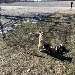 American Corgi Puppies from Whitecreek Corgis of Columbus, IN