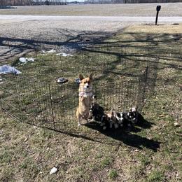 American Corgi Puppies from Whitecreek Corgis of Columbus, IN