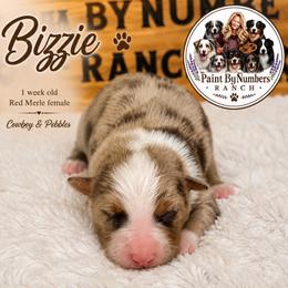 Bizzie - Red merle female Australian Shepherd puppy in Magee, Mississippi from Paint ByNumbers Ranch