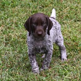German Shorthaired Pointer Puppies from Redemption Dogs