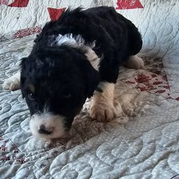 Bernedoodle Puppies from Joyful Pastures Homestead