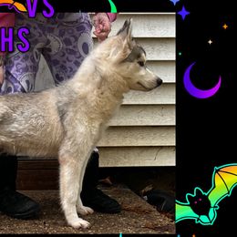 Siberian Huskies from LaddofOzz DarkMoon Siberians