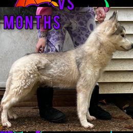 Siberian Huskies from LaddofOzz DarkMoon Siberians