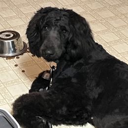Giselle - Schnoodle
