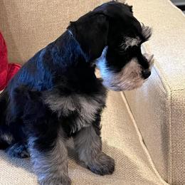 Miniature Schnauzer Puppies from JC miniature schnauzers