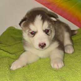 Boy 4 - Red and white male Siberian Husky puppy in Kansas City, Missouri from Anuun's Huskies