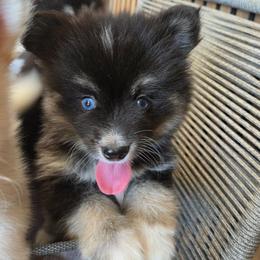 Oakley - Black and white female Pomsky puppy in La/Oc, California from SoCal Pomskies LLC
