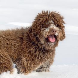 Walter - Poodle
