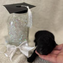 Scholar - Black male Goldendoodle puppy in Camden, North Carolina from Oopsie Doodles of NC