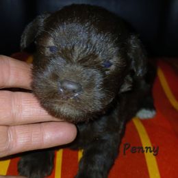 Penny - Liver female Miniature Schnauzer puppy in Midland, Texas from Shebbies Puppy Palace