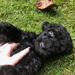 Labradoodle Puppies from Hippie Hollow Doodles