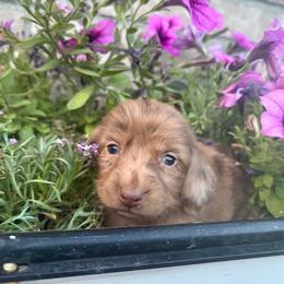 Katy - Dapple female Dachshund puppy in Cottage Grove, Oregon from Freckled Roots Farm Dachshunds