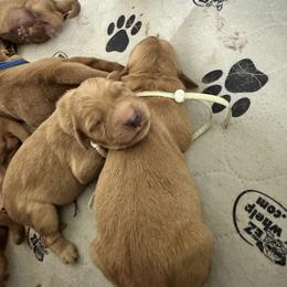 Ariel - Dark golden female Golden Retriever puppy in Middleburg, Pennsylvania from South Hill Golden Retrievers