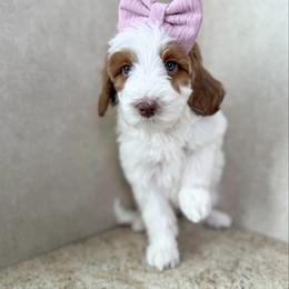 Joy - Parti female Goldendoodle puppy in Warsaw, Ohio from Lovabledoodles
