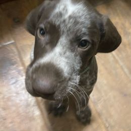 Olive - German Shorthaired Pointer puppy from GSP Pointer Family