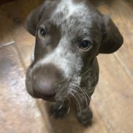 Olive - German Shorthaired Pointer puppy from GSP Pointer Family