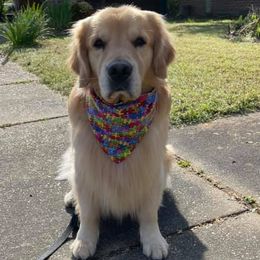 Golden Retrievers from Lake Gaston Goldens