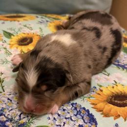 Patsy - Blue merle female Australian Shepherd puppy in Roff, Oklahoma from Circle J Aussies
