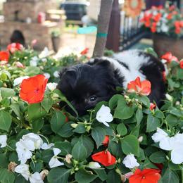 Indiana Dune - Black and white male Havanese puppy in Hamptonville, North Carolina from Alabama Havanese Kennel Tidewater Kennel