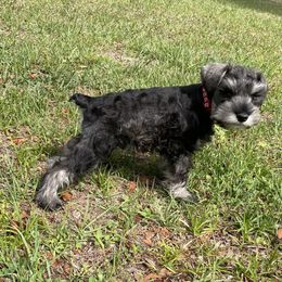 Miniature Schnauzer Puppies from Amanda Tragash