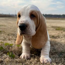 Brown collar - Lemon and white male Basset Hound puppy in Douglas, Georgia from Huffer Hounds and Havanese
