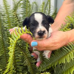 Ariel - Orange Girl - Parti female Miniature Schnauzer puppy in Oneonta, Alabama from Murphree Valley Kennels