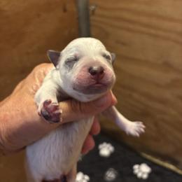 Boy 3 - Blue speckled male Australian Cattle Dog puppy in Valley Mills, Texas from Bottoms Up Cattle Dogs