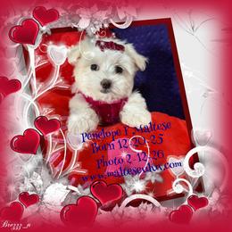 Penelope - White female Maltese puppy in Silverhill, Alabama from Malteseuluv’s Tiny Treasurers