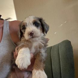 Ocean - Merle male Bernedoodle puppy in Churchill County Fallon, Nevada from Card Family Ranch