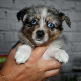 Miniature Australian Shepherd Puppies from B my Sunshines Mini Aussies