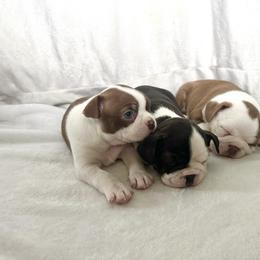 Boston Terrier Puppies from Brave Little Bostons in South Carolina