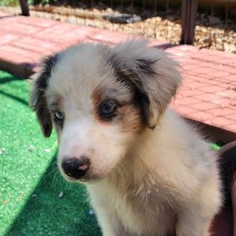 BMF3 - Blue merle female Australian Shepherd puppy in Sunbright, Tennessee from Laudrick Aussies