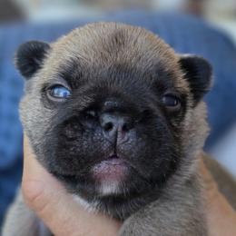 Big boy - Fawn male French Bulldog puppy in Polk City, Florida from Best Friend Frenchies, LLC