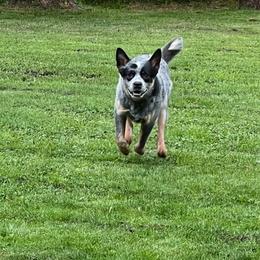 Boss - Australian Cattle Dog