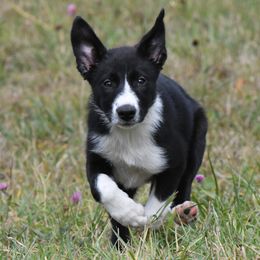 Gwen - Border Collie puppy from Thundering Paws Farm