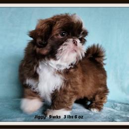 Shih Tzu Puppies from Meadowlyn's Dream Shih Tzu