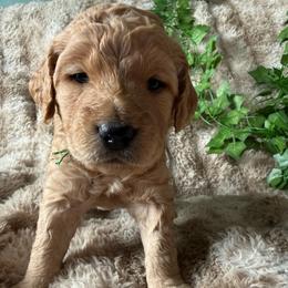 Baboon - Cream male Goldendoodle puppy in Harrisburg, Oregon from Dolly’s Doods