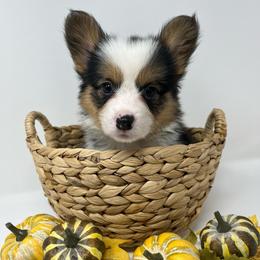 Rocky (fluffy) - Black and tan male Pembroke Welsh Corgi puppy in Waco, Texas from The Comma Corgis