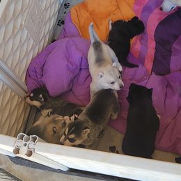 Siberian Husky Puppies from Spirit of the Moon Siberians