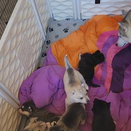 Siberian Husky Puppies from Spirit of the Moon Siberians