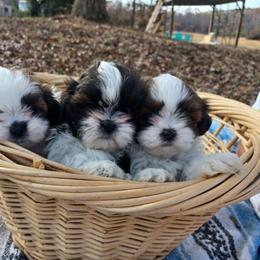 Shih Tzu Puppies from Tiny Bubbles Shih Tzus