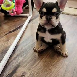 Baby - Liver female French Bulldog puppy in Brooksville, Florida from Post Farm Rottweilers & French Bulldogs