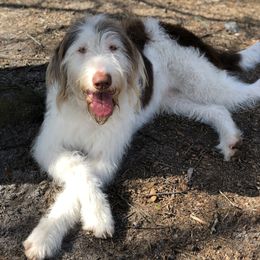 Annie - Labradoodle