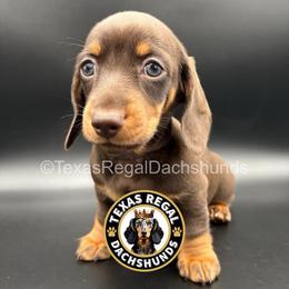 Hyacinth - Chocolate and tan female Dachshund puppy in Houston, Texas from Texas Regal Dachshunds LLC