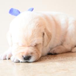 Cleo's Lavender - Yellow female Labrador Retriever puppy in Pasco, Washington from ROCK CREEK LABRADORS Pasco, WA