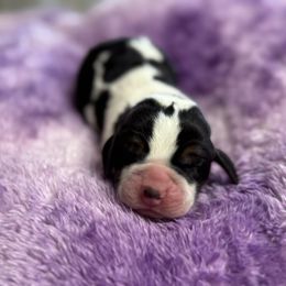 Monica - Black white and tan female Basset Hound puppy in Richmond, Kentucky from Walters Hollow Hounds