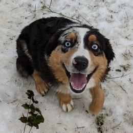 Baretta - Miniature Australian Shepherd