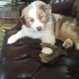 Australian Shepherd Puppies from Apple Hill Aussies