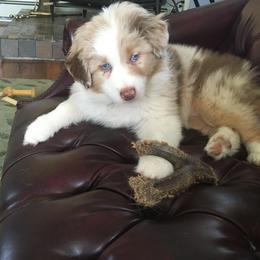 Australian Shepherd Puppies from Apple Hill Aussies
